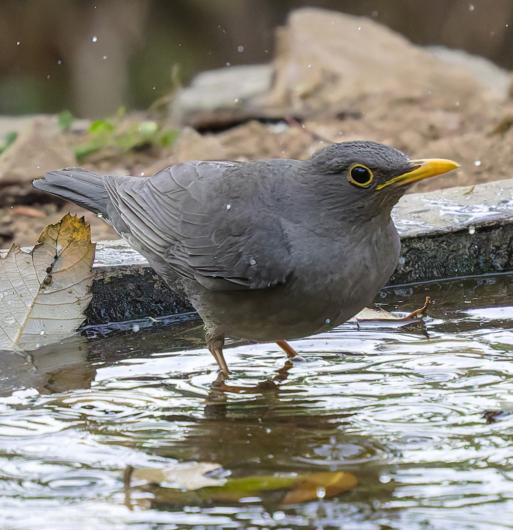 image Tickell's Thrush